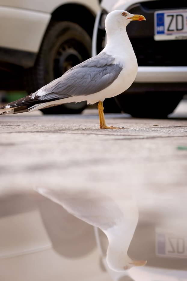 Zadar: Kupanje na rivi