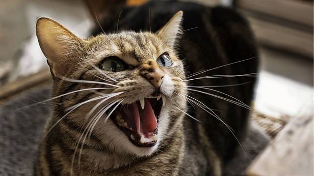 Japan: Mačka napala staricu