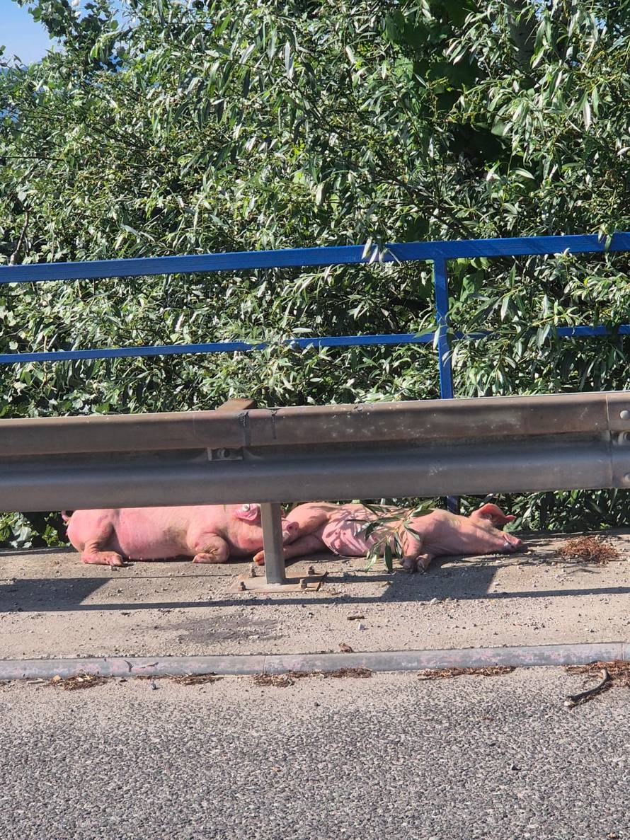 VIDEO Kolaps zbog svinja na obilaznici u Zagrebu, pokušat će ih uhvatiti. Kolona čak 7 km!