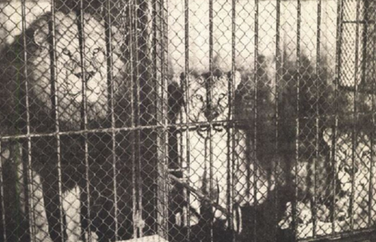 Mali Slaven se previše približio ogradi pa su ga usmrtili lavovi