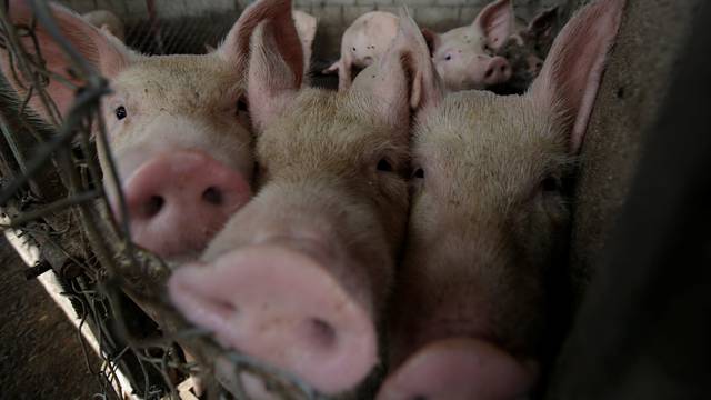 Pigs are pictured at a pig farm in Ciudad Juarez
