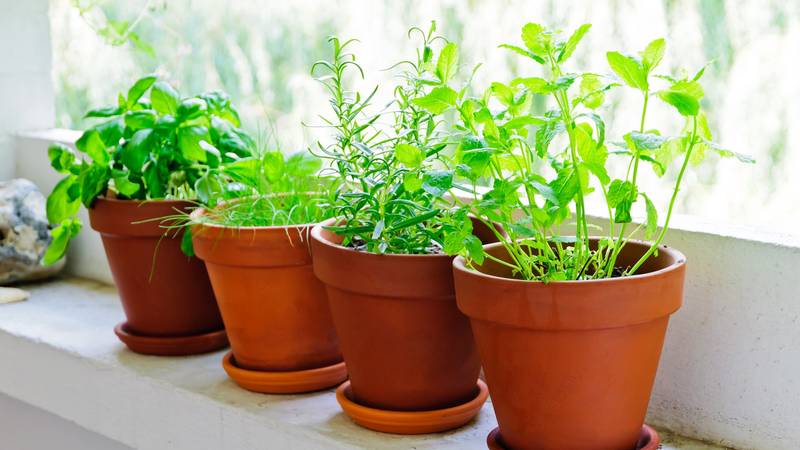 Na prozorskoj dasci: Pet začina za uzgoj tijekom cijele godine