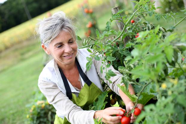 Senior,Woman,Picking,Tomatoes,From,Vegetable,Garden