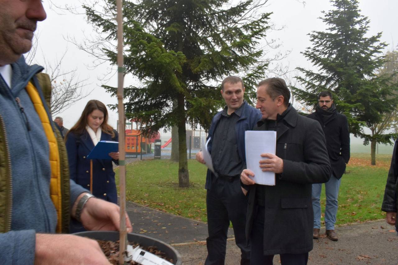 U Sesvetama zasađene i podijeljene klonirane sadnice starih sesvetskih lipa