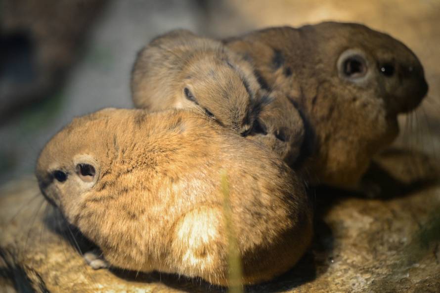 24sata Zagreb: Rodilište u Zoološkom vrtu