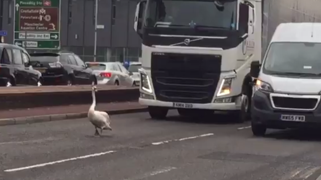Samo pomalo: Opušteni labud izazvao je prometni 'krkljanac'