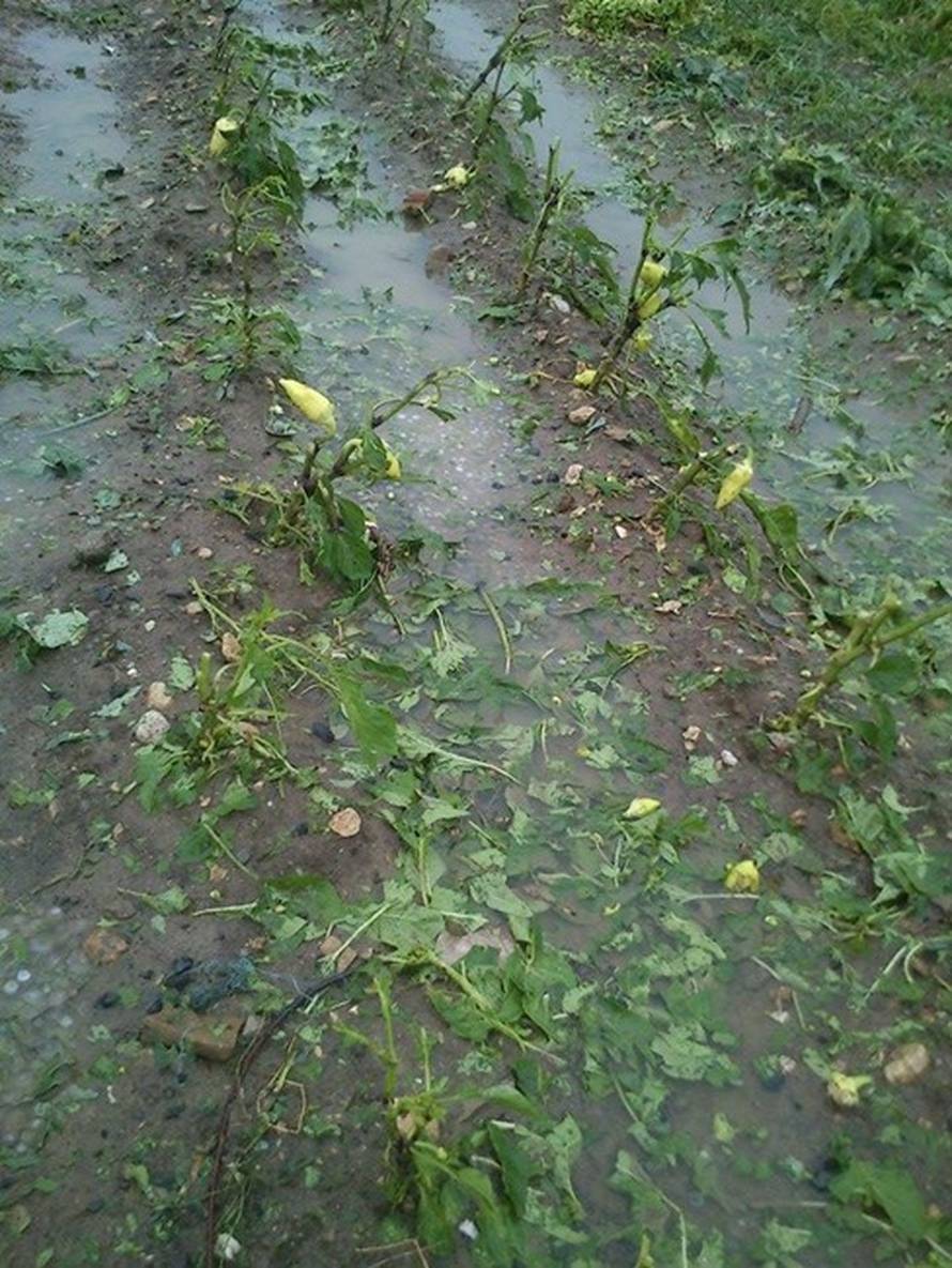 Nevrijeme rušilo stabla, nosilo krovove, kiša poplavila ulice