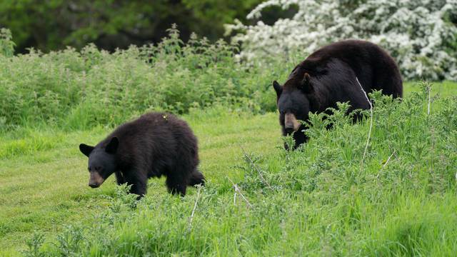 Bear cubs released at Woburn Safari Park