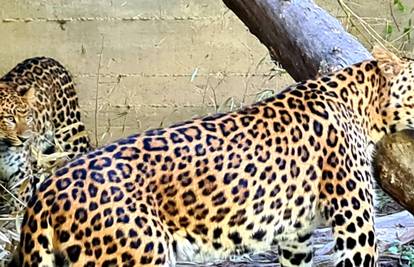Leopardu Tadziku stigla 'cura' iz Austrije: 'Skroz se zatelebao'