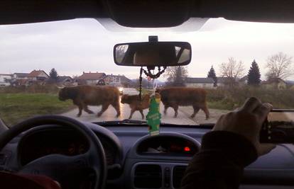 Vozači u šoku: Obitelj goveda zaustavila aute kraj Varaždina
