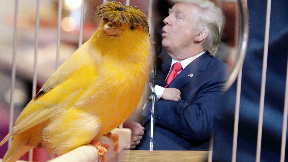 Predsjednik Donald Trump je Donald Duck američke politike