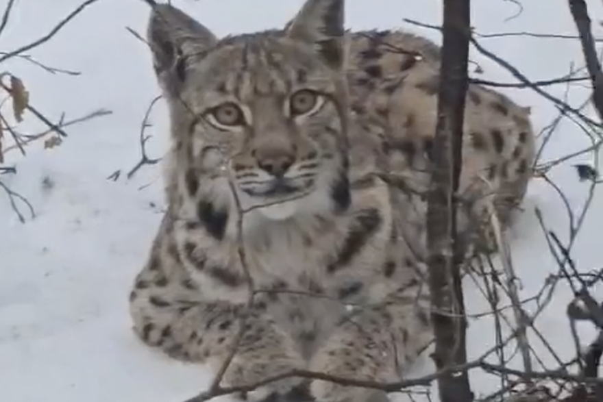 Vrbovsko, snimili risa u &scaron;umi