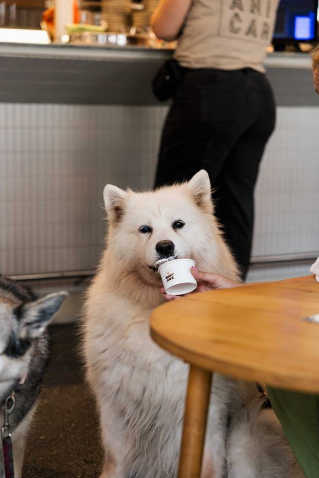 FOTO Ako vas ovi prizori danas ne raznježe, ništa neće: Psi i vlasnici uživali u Dogs' Caffeu