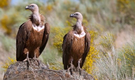 Ptice pred izumiranjem - U Hrvatskoj je od ptica strvinara preostao jedino bjeloglavi sup