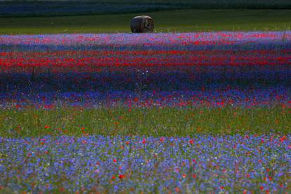 A view of an Umbrian plain covered in flowers is seen during the annual bloom in Castelluccio