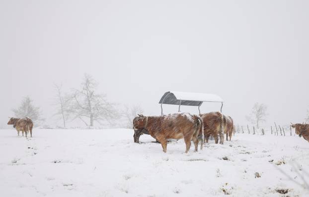 Cows are photographed on a snow covered meadow, in Piornedo