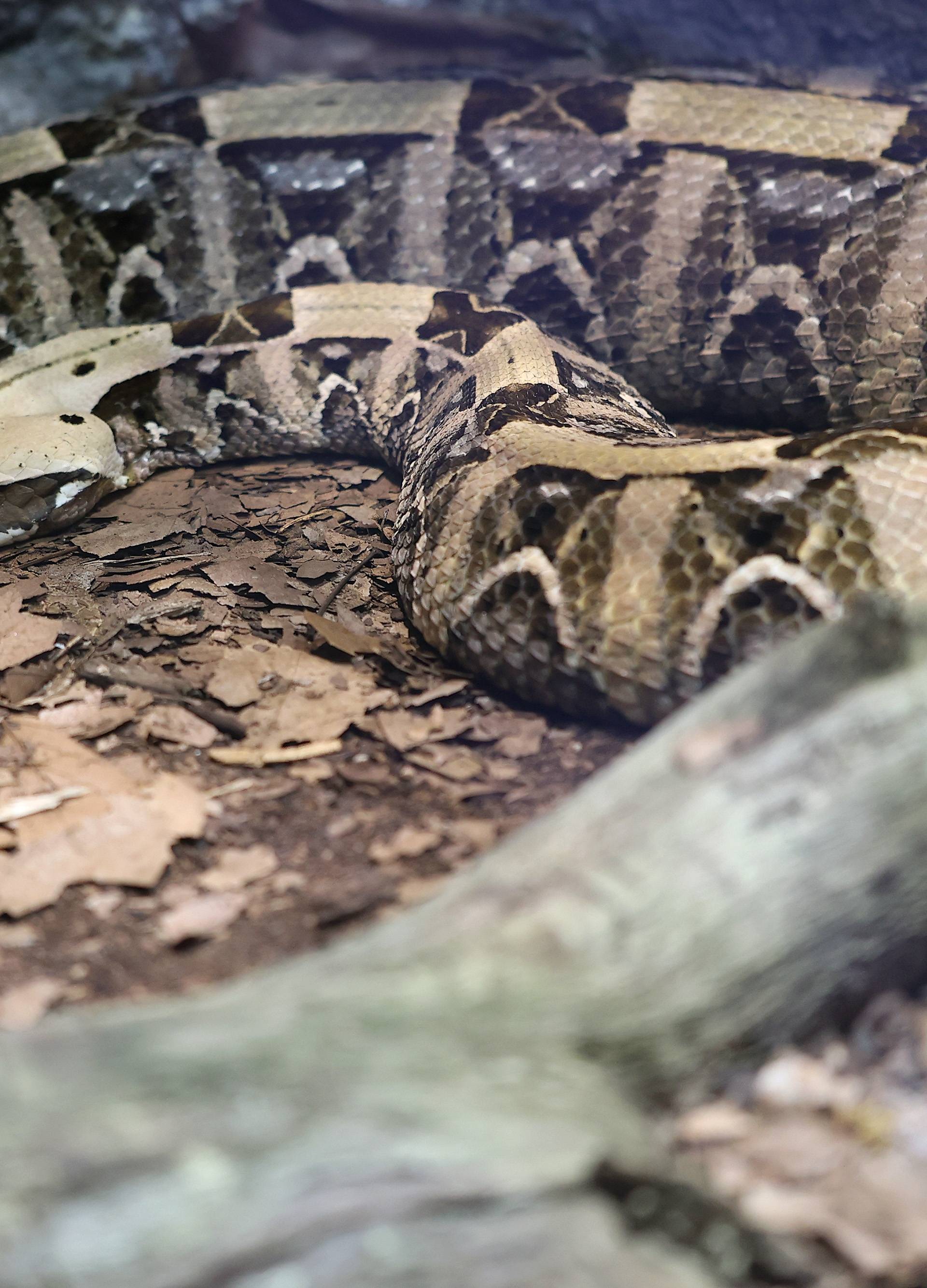 Mimikrija u zagrebačkom ZOO: Zaigrajte igru skrivača s nama!