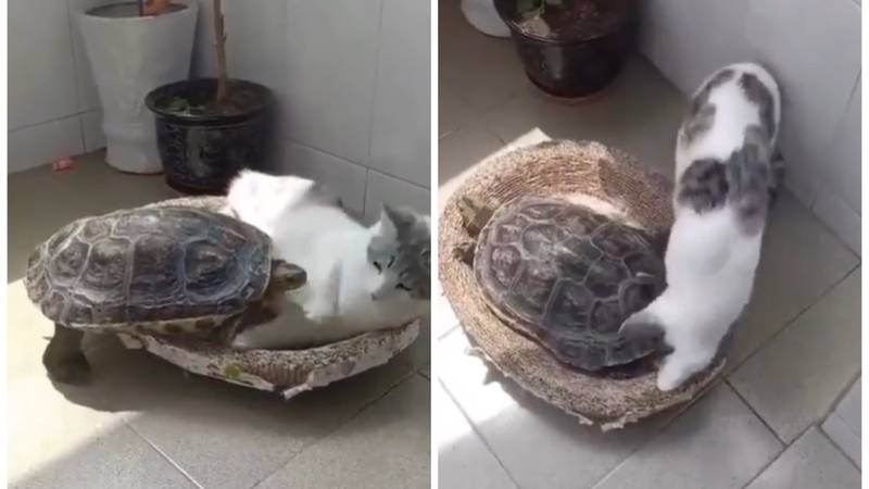 Bitka za krevetić: Kornjača je pokazala mački tko je gazda