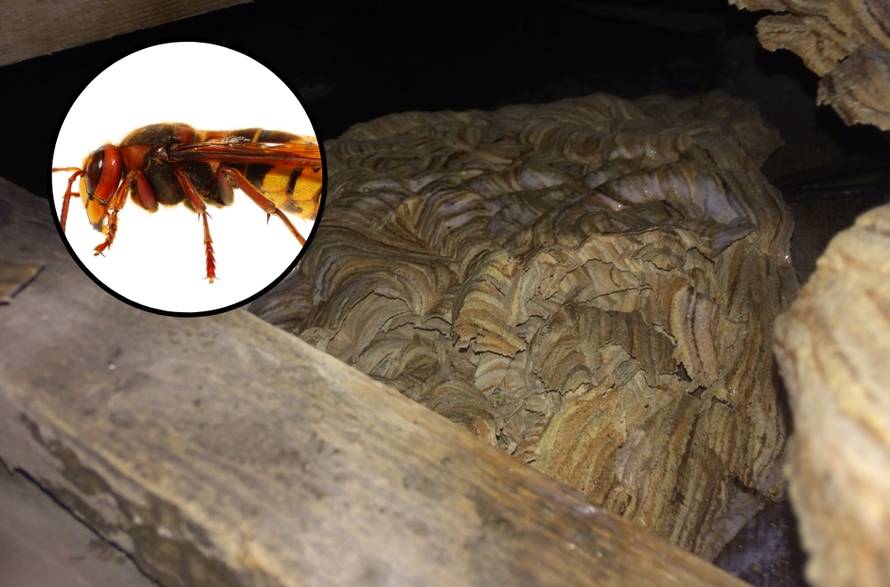 Napali mu kuću: Sat vremena sam se borio sa stršljenovima