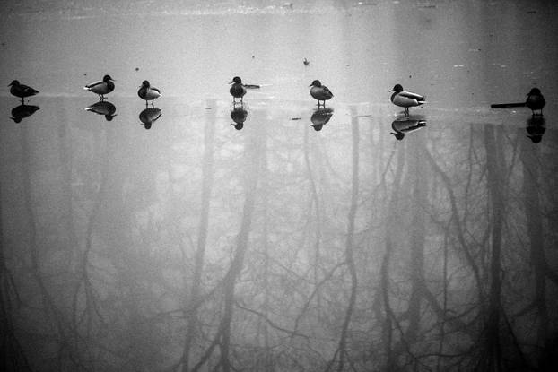 Zagreb: Gusta magla sakrila boje parka Maksimir