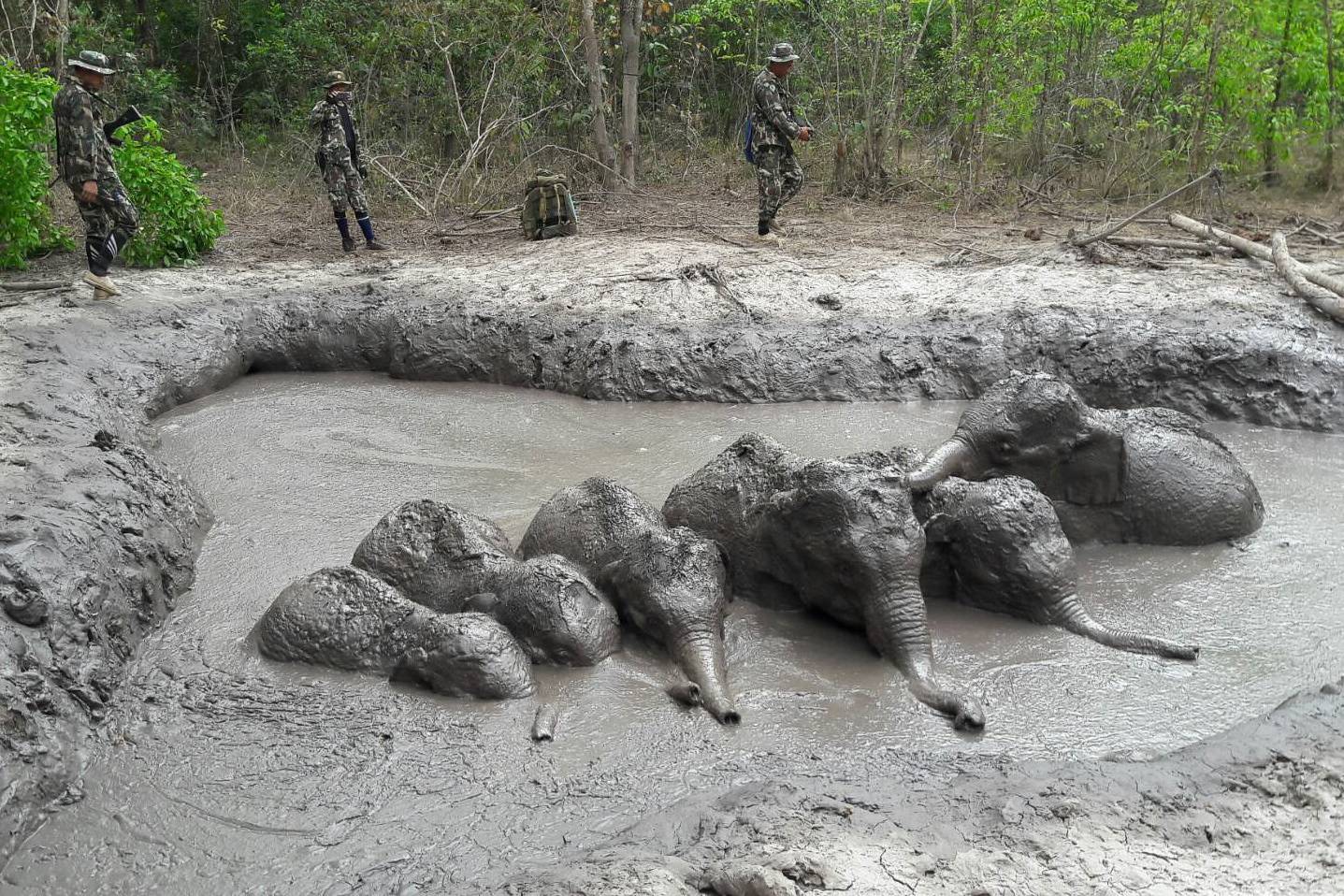 Thai rangers stand next to baby elephants trapped in a mud hole at Thap Lan National Park in Nakhon Ratchasima province