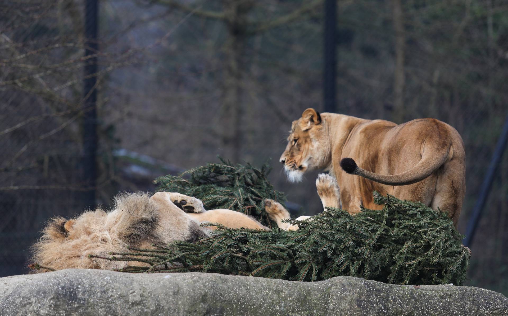 Podjela božićnih drvaca životinjama u zagrebačkom zoološkom vrtu