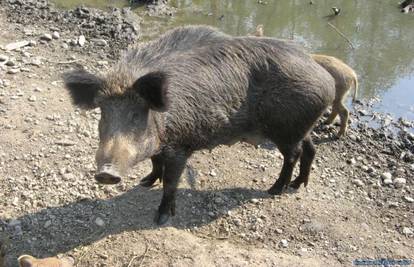 Pijan ubio divlju svinju, pa ga je policiji prijavio brat