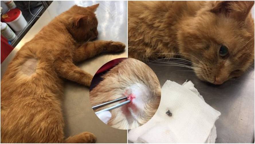 Lovac u Zagorju mački slomio vrat i ispalio u nju 20 hitaca