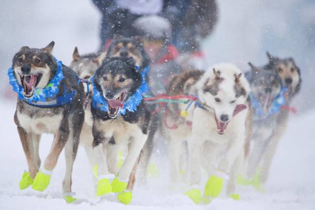 Ceremonial start of the 54th Iditarod Trail Sled Dog Race in Anchorage