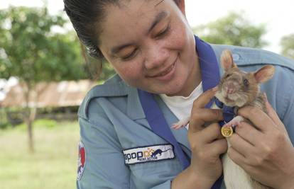 Prvi štakor na svijetu dobio zlatnu medalju za otkrivanje mina: Našao ih više od 39