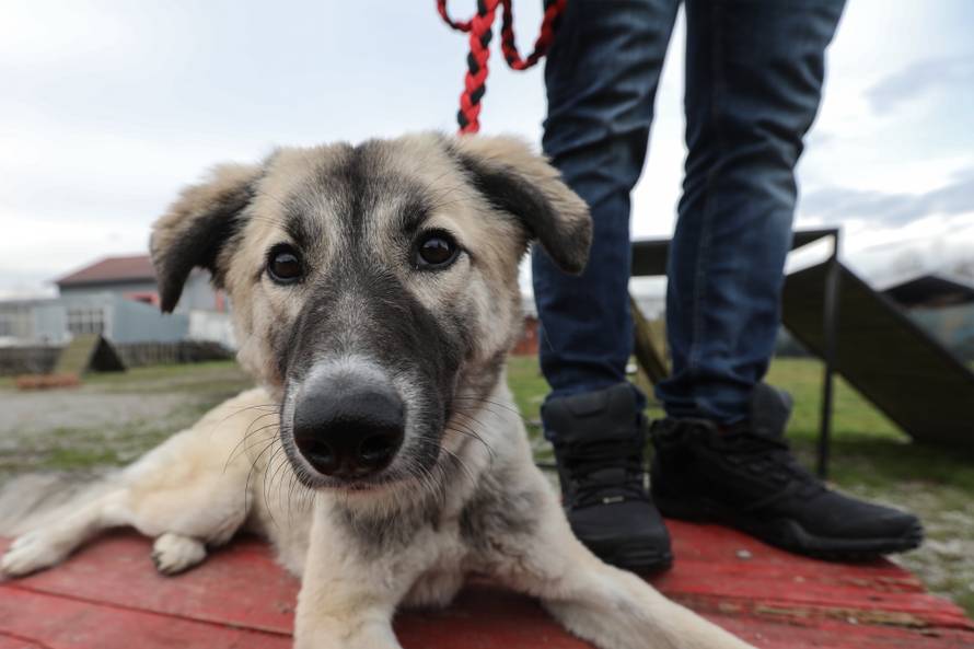 Čekala je 90 dana da opet vidi svog prijatelja iz Afganistana