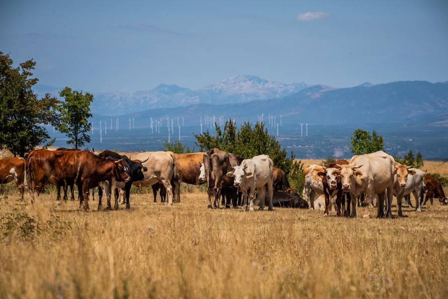 Gornje Maovice: Mjesto gdje je potvrđen slučaj bedrenice
