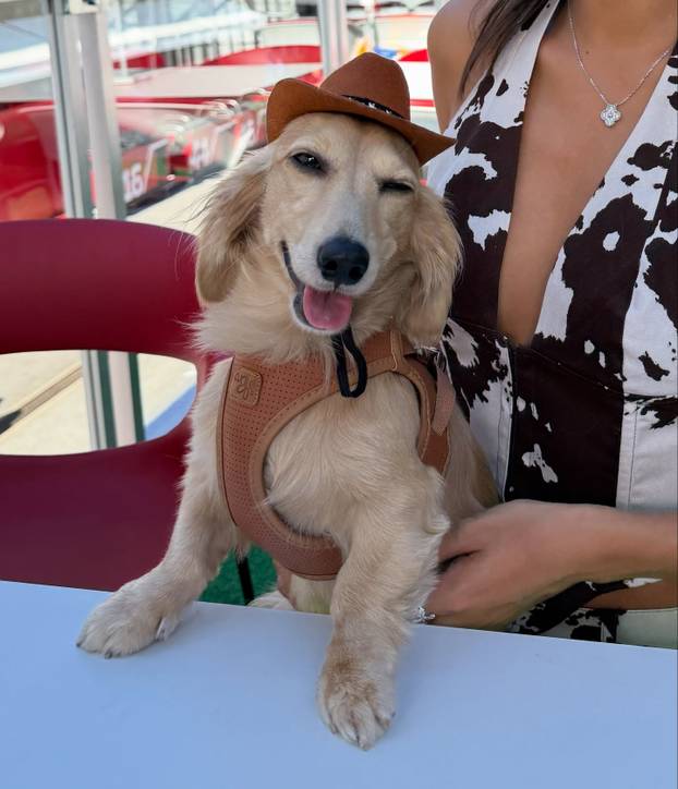 Ferrarijev adut zaljubljen je u visoke oktane. I u Alexandru