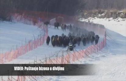 Povratak divljini: Stotinu bizona pušteno u prirodu