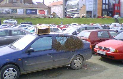 Pčele pokušale pronaći utočište u parkiranom autu