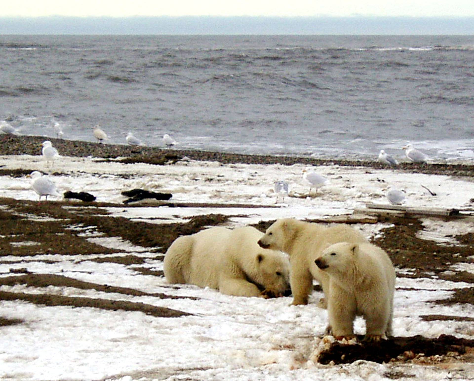 File picture of polar bears within the 1002 Area of the Arctic National Wildlife Refuge