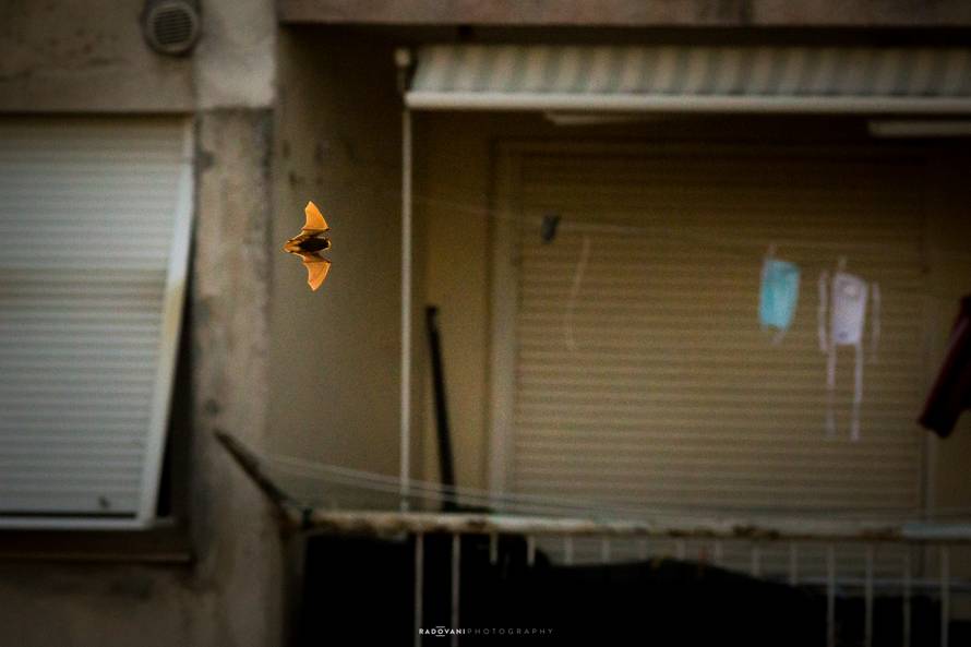 'Izađem na balkon da uhvatim malo zraka. Kad ono - šišmiš!'