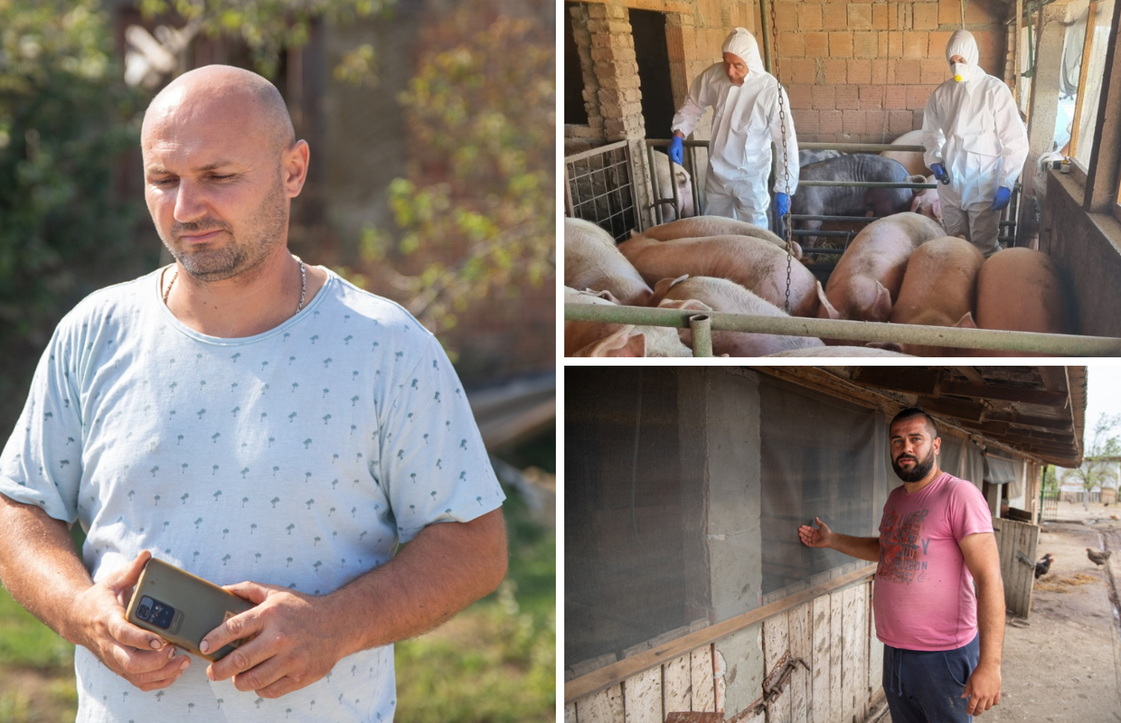 Slavonci ogorčeni: 'Dali su mi pištolj da sam ubijem svojih 18 svinja. Plakao sam cijelu noć...'