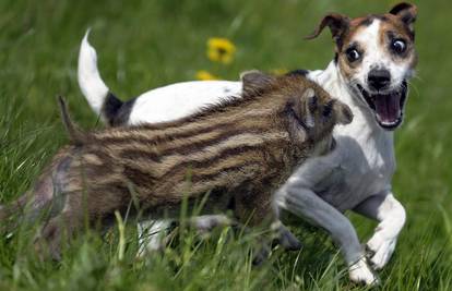 Jack Russel terijer uživa u zafrkanciji flegma prasca