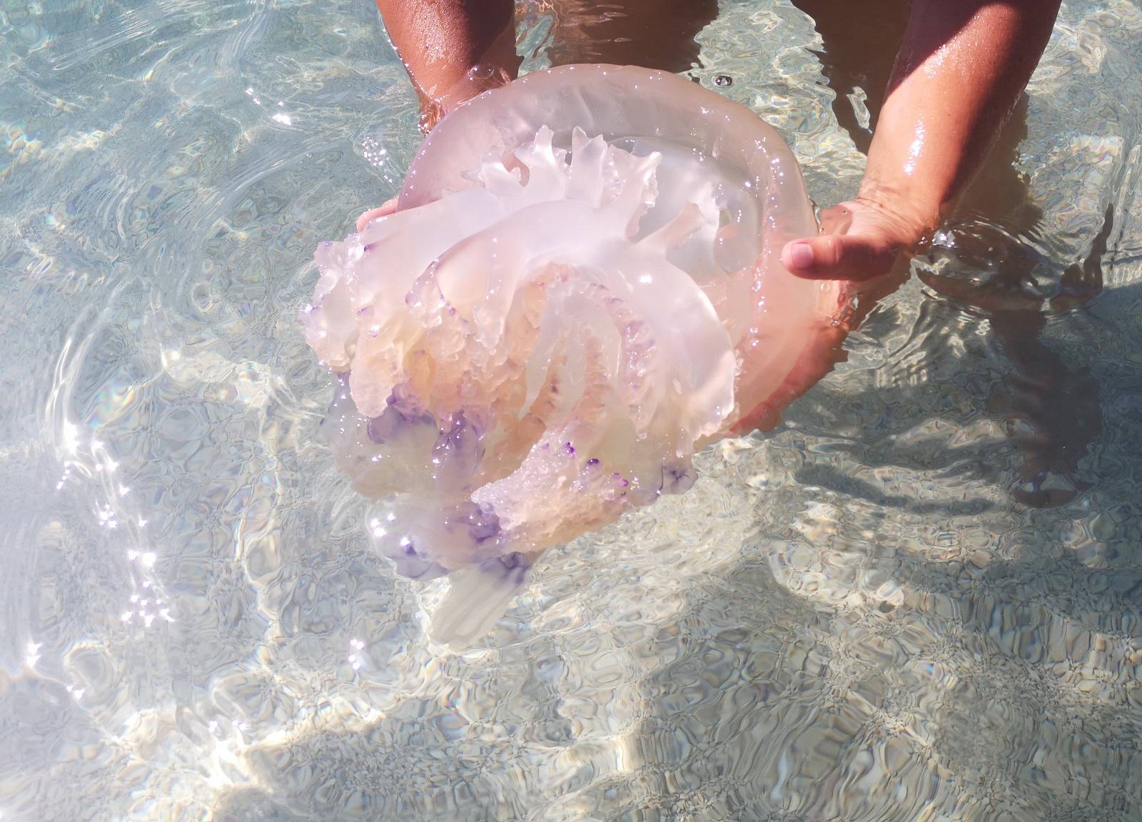 Kraj Vira skakali veseli dupini, na Cresu im doplivala meduza