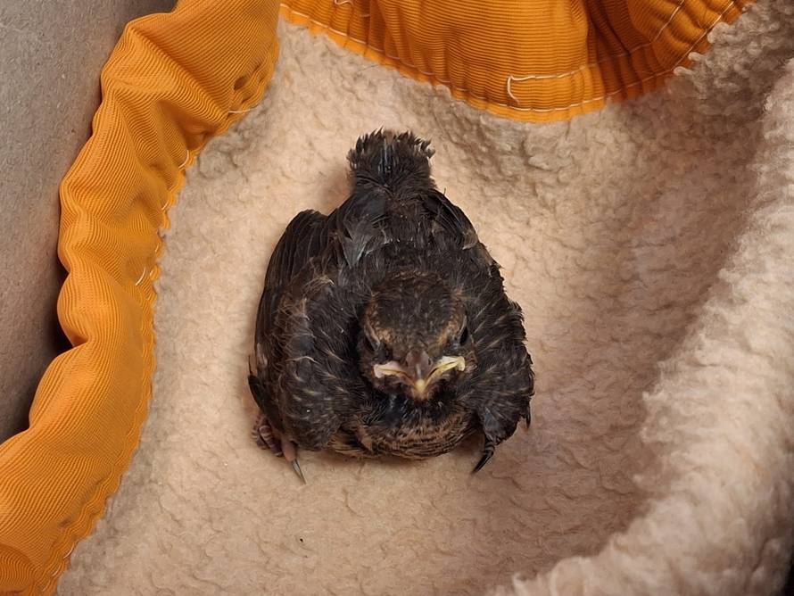 FOTO U šest mjeseci iz Dumovca imali 1075 intervencija: 'Bilo je tu pitona, ježeva, sova...'