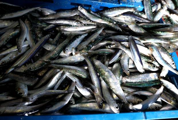 Šibenik: Poskupljenje plavog dizela još se nije odrazilo na cijene u ribarnici