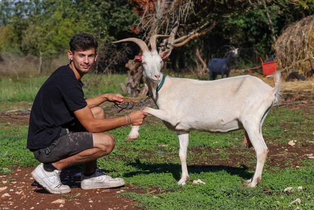 Vodnjan: Za Naj kozu 2025. godine izabrana je koza Jelena, vlasnika Mattea Muškovića 