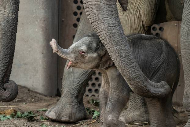 Newly born elephant in Copenhagen Zoo