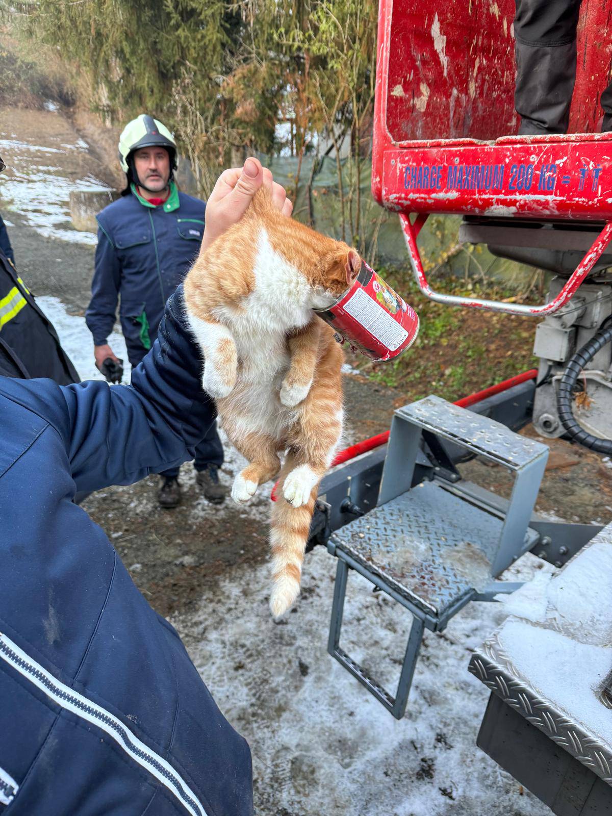 FOTO Vatrogasci kod Sl. Broda spasili mačku s bora: 'Glava joj je zapela u konzervi, bojala se'