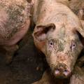 Ministarstvo: Afrička svinjska kuga potvrđena na 29 gospodarstava u Hrvatskoj