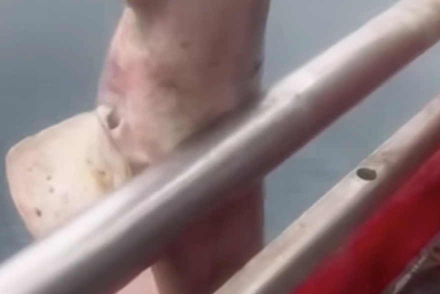 Ribare kod Bra&ccaron;a iznenadila grdosija od 4 metra: 'Dr&zcaron;ali smo ga &zcaron;ivim pa pustili'