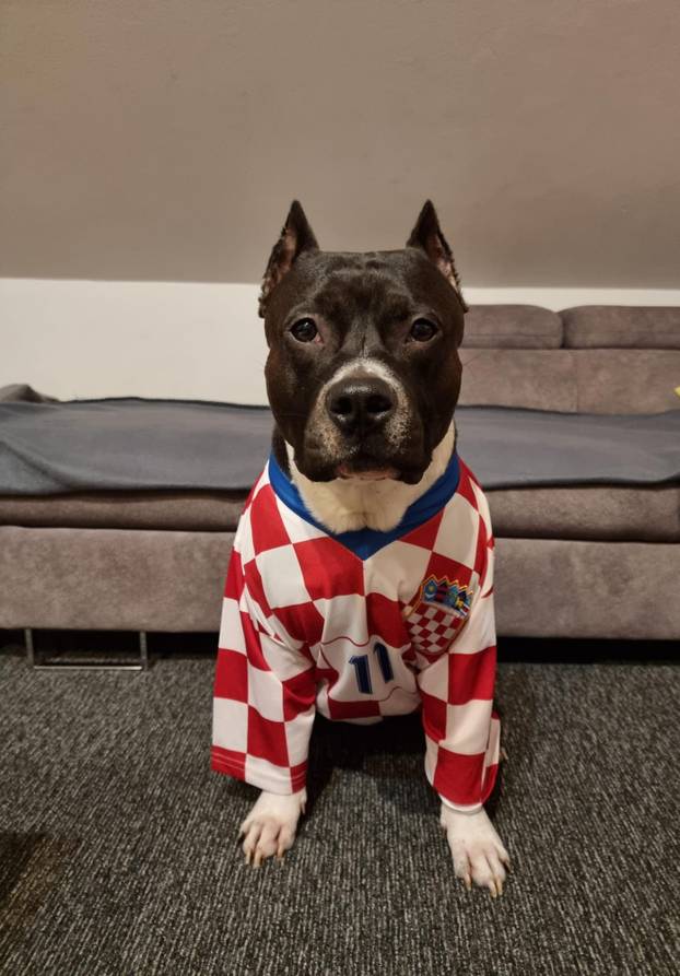 FOTO Čak su i njemački ovčari za nas! Ovako se hrvatski navijači nabrijavaju za polufinale Eura