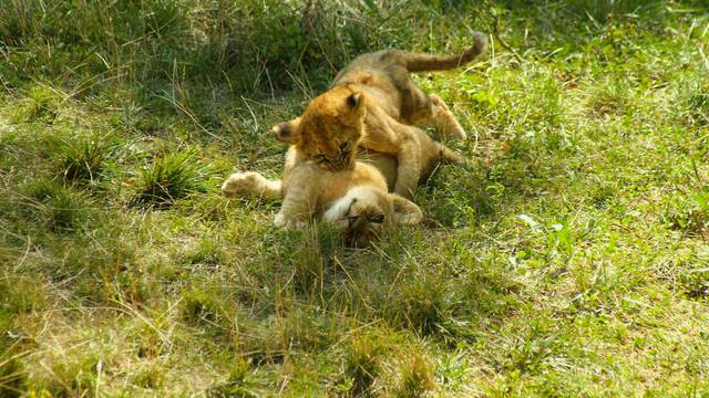 Mladi lavlji prinčevi izašli su na ljetno sunce kako bi se poigrali