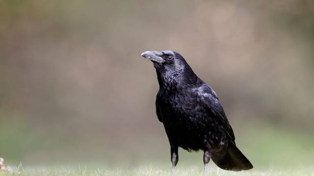 Carrion crow, Corvus corone